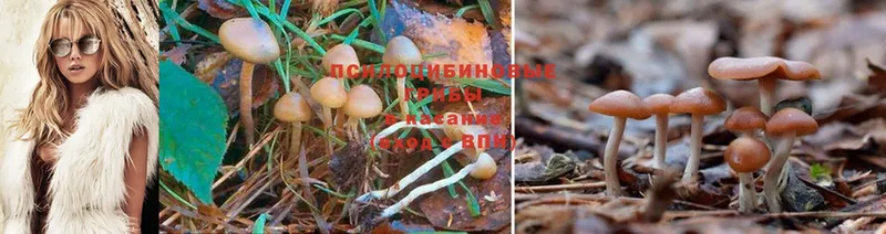 закладки  Вяземский  Псилоцибиновые грибы Psilocybe 